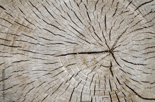 Old cracked stump closeup