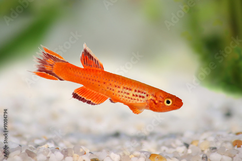 Killi Aphyosemion austral Hjersseni gold Aquarium fish photo