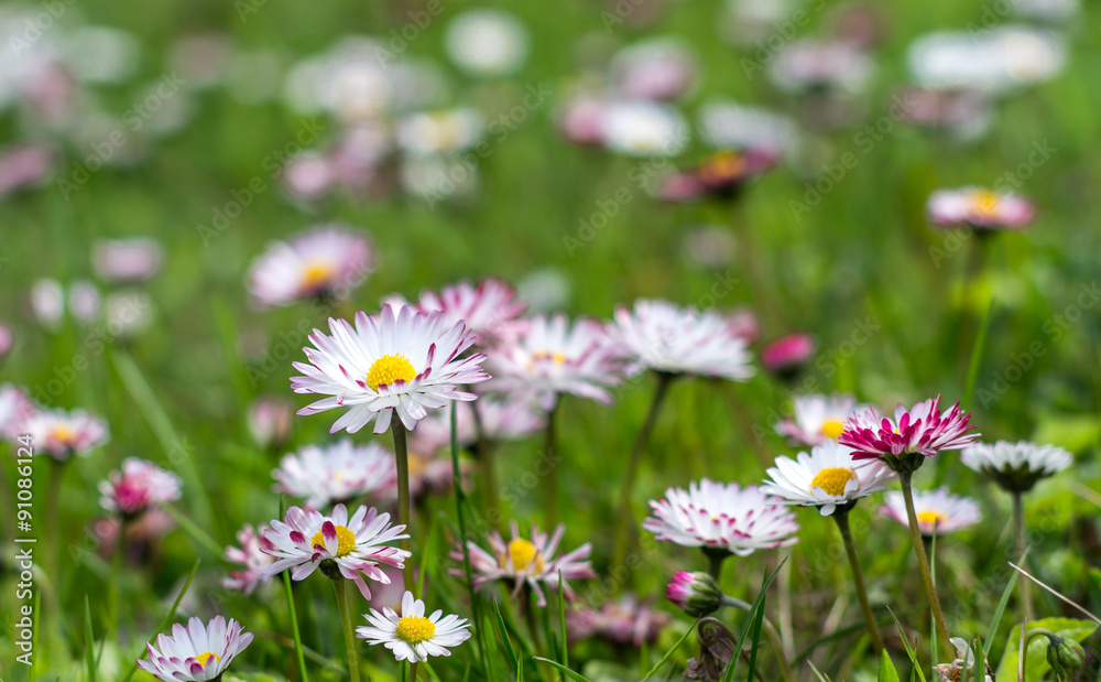 White daisy flowers on the grass White daisy flowers on the grass