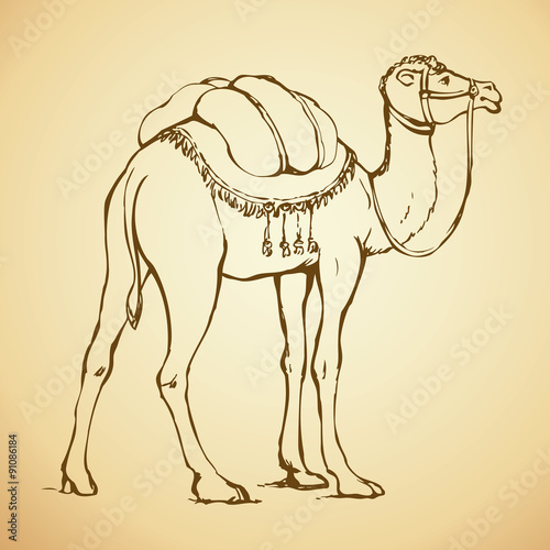 Decorated camel. Vector illustration