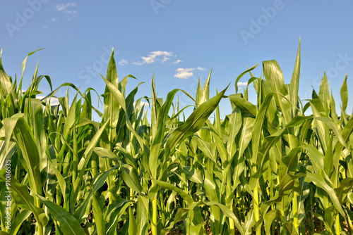 young corn field in clear summer day
