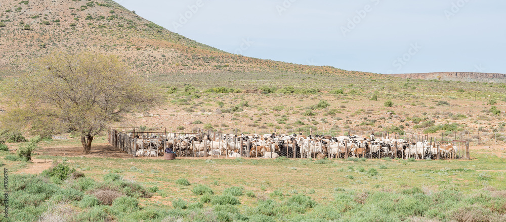 Fototapeta premium Dorper sheep in a kraal