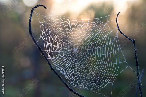 Spiderweb between two branch