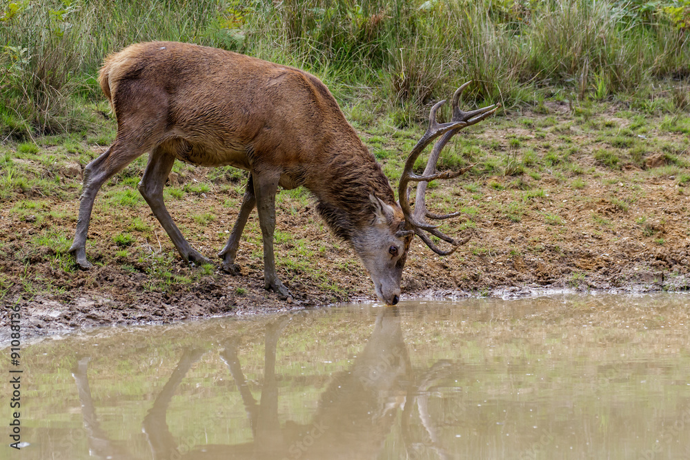 Obraz premium Red Deer stag (cervus elaphus) drinking from a pool of water