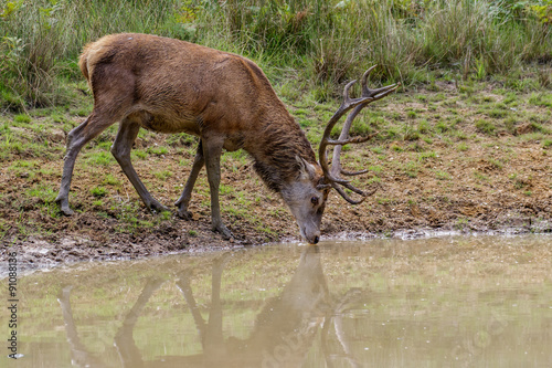 Red Deer stag (cervus elaphus) drinking from a pool of water