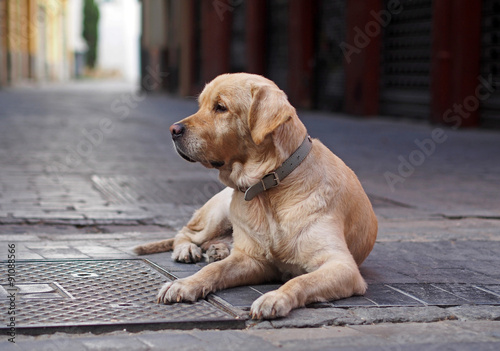 Old and lone retriever on a street