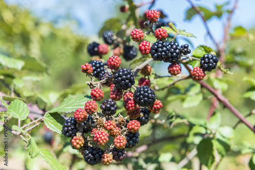 Blackberry bush in the garden