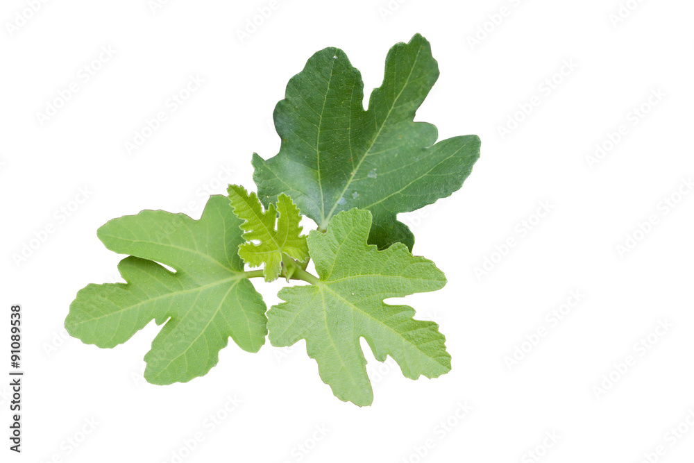 figs tree isolated on white background with clipping paths inside