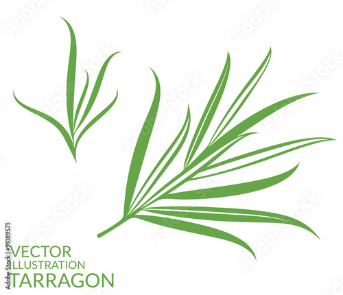 Tarragon. Isolated plants on white background 