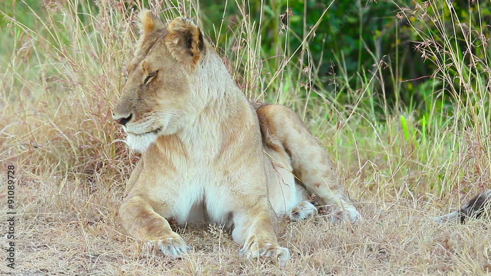 Lioness falling asleep in the grass, Masai Mara
Lioness falling asleep in the grass, Masai Mara