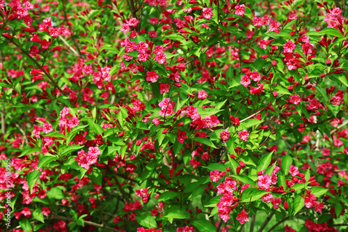 Flowering bush, closeup
