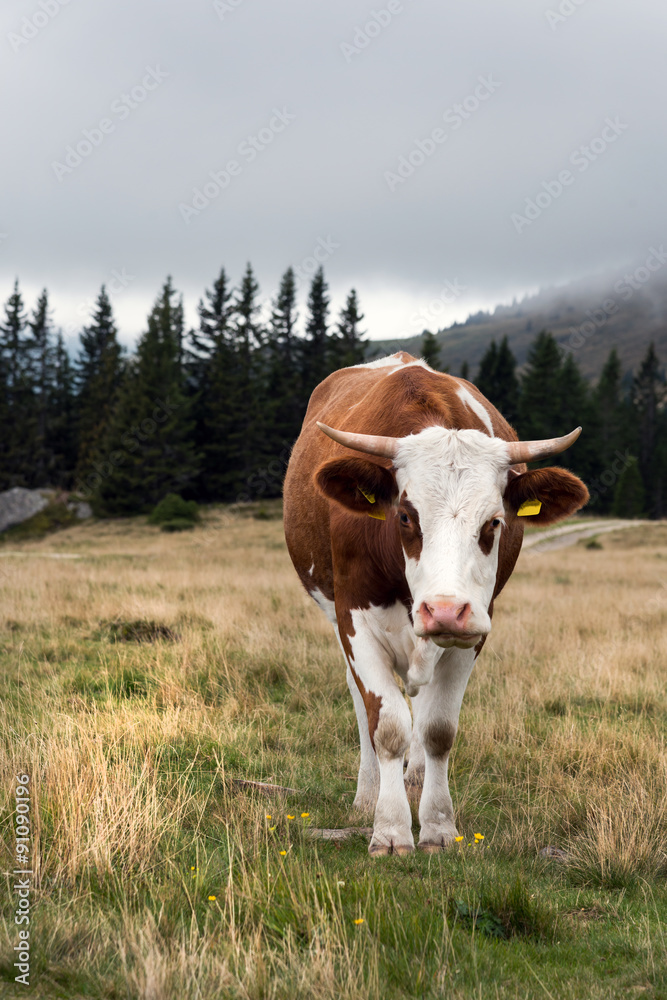 Kuh mit Hörnern auf der Weinebene Kuh mit Hörnern auf der Weinebene