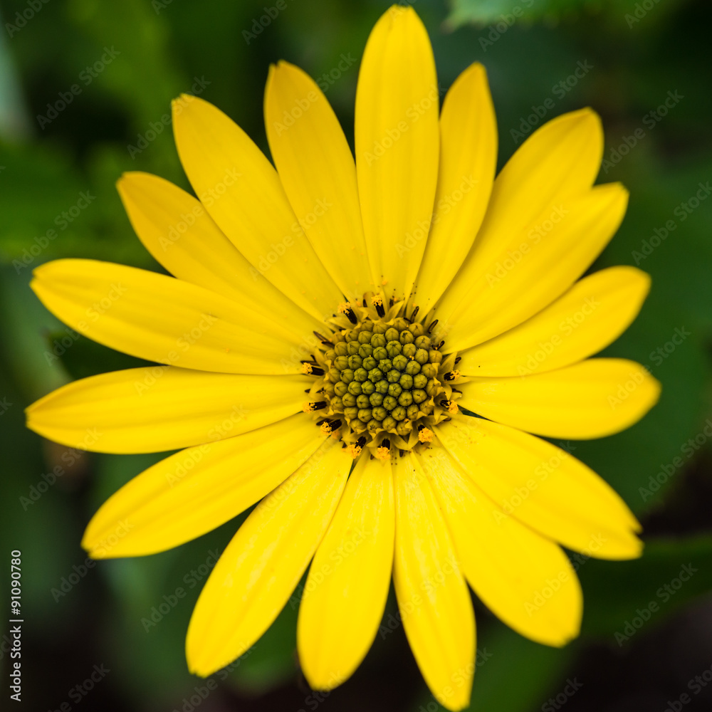 Yellow Osteospermum