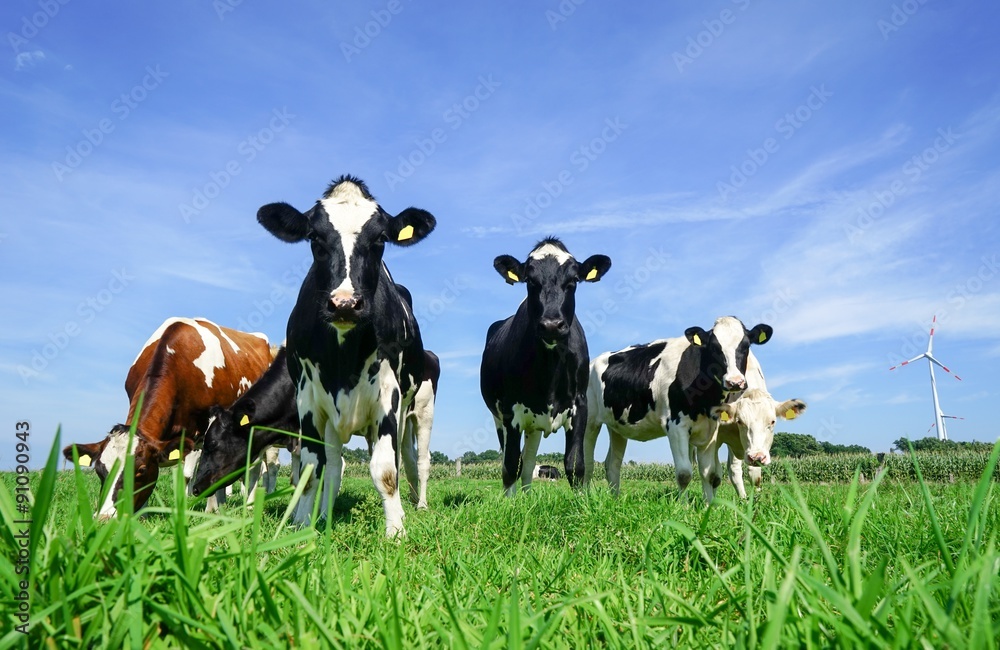 Holstein-Frisian Rinder auf einer saftig grünen Sommerweide Holstein-Frisian Rinder auf einer saftig grünen Sommerweide