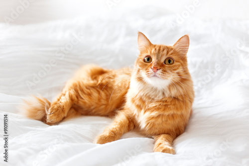Ginger cat lies on bed. The fluffy pet comfortably settled to sleep or to play. Cute cozy background, morning bedtime at home.