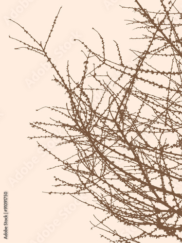 silhouette of the tree branches