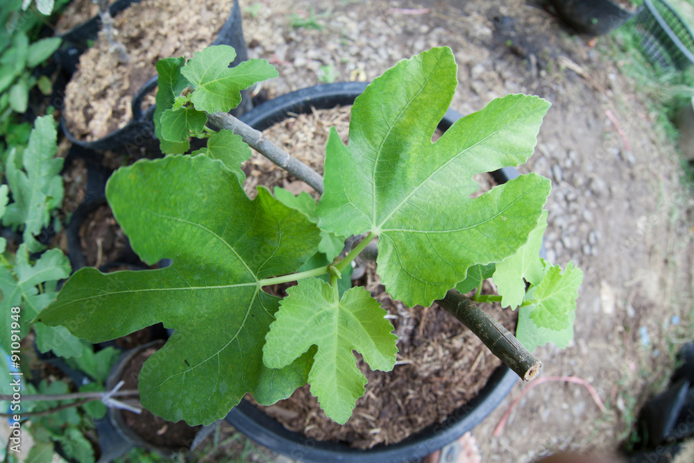 close up of young figs leaves in garden close up of young figs leaves in garden