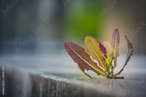 Bilde på lerret Thorny weed growing through pavement crack on the sidewalk