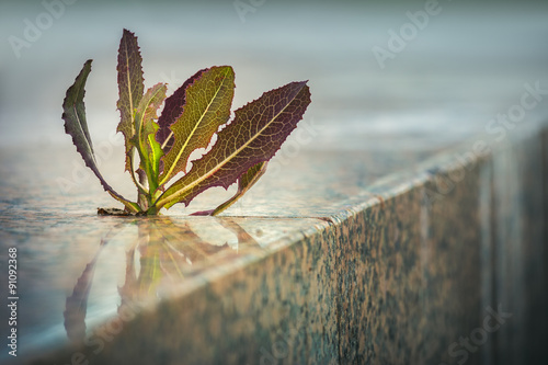 Spiky plant growing through pavement crack on the sidewalk. Nature adaptation in an urban environment. Life triumph.