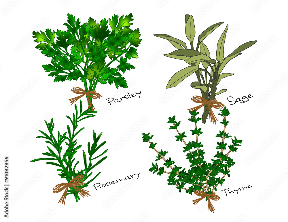 An illustration of bunches of the herbs referenced in the song Scarborough  Fair, parsley, sage, rosemary and thyme Stock Illustration | Adobe Stock