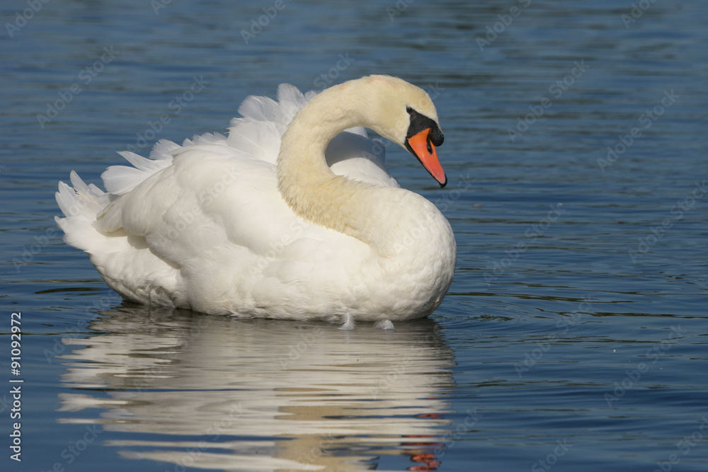 Naklejka premium Mute Swan