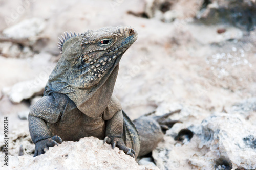 Cuban rock iguana (Cyclura nubile). © Konstantin Aksenov