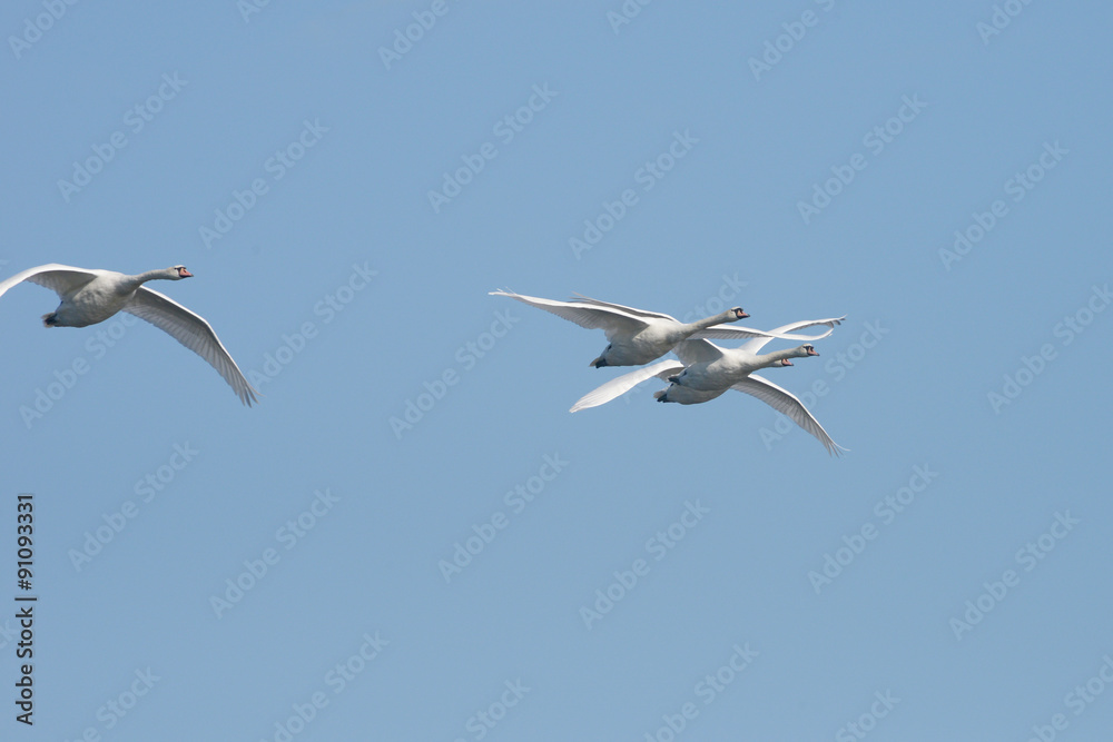 Obraz premium Mute Swan in the flight.