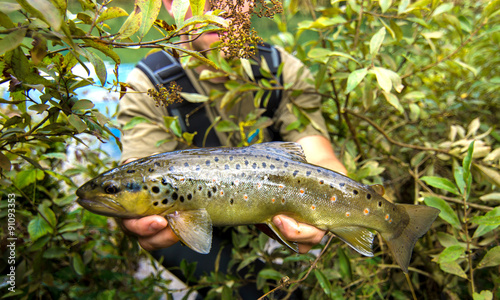 Fly fisherman holding a Brown Trout fish