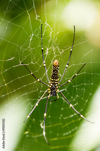 The Northern Golden Orb Weaver or Giant Golden Orb Weaver (Nephila pilipes) creating it's web, ventral side. Bali, Indonesia.