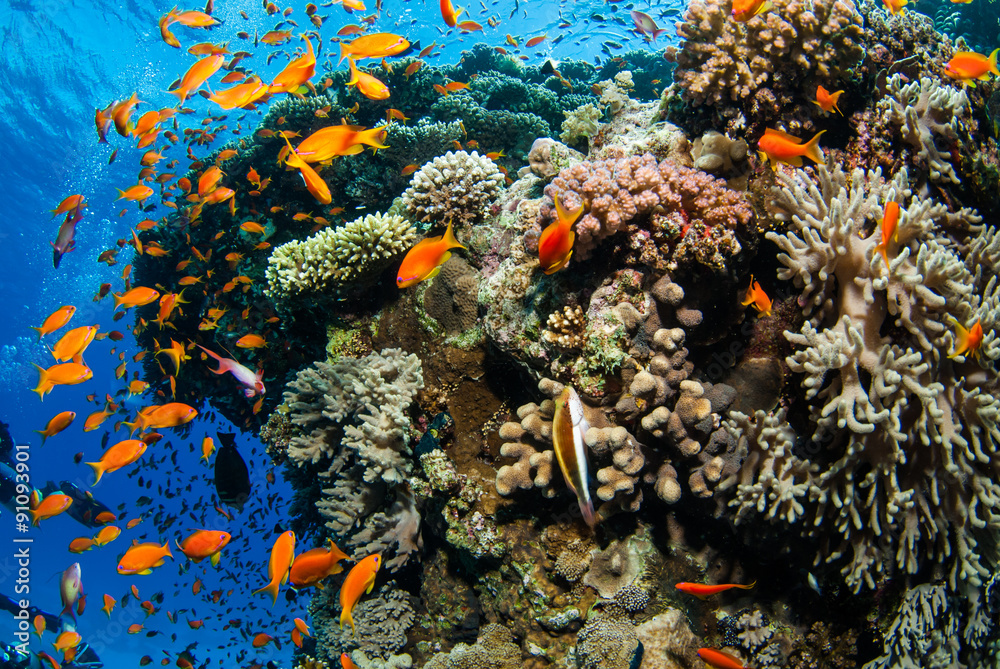 Obraz premium Vie sous-marine aux Maldives