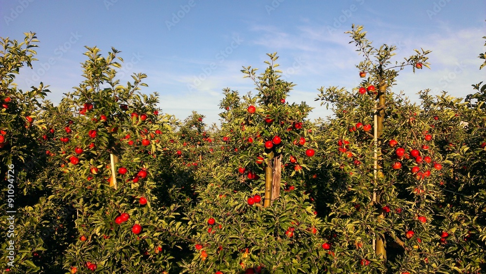 Apfelanbau am Niederrhein
