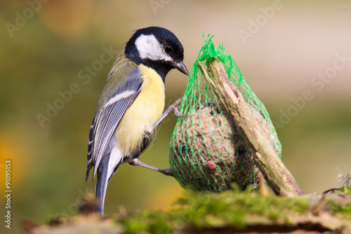 Kolmeise an der Sommerfütterung