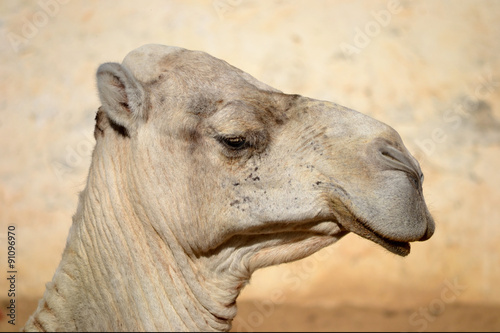 Camel © PX Media