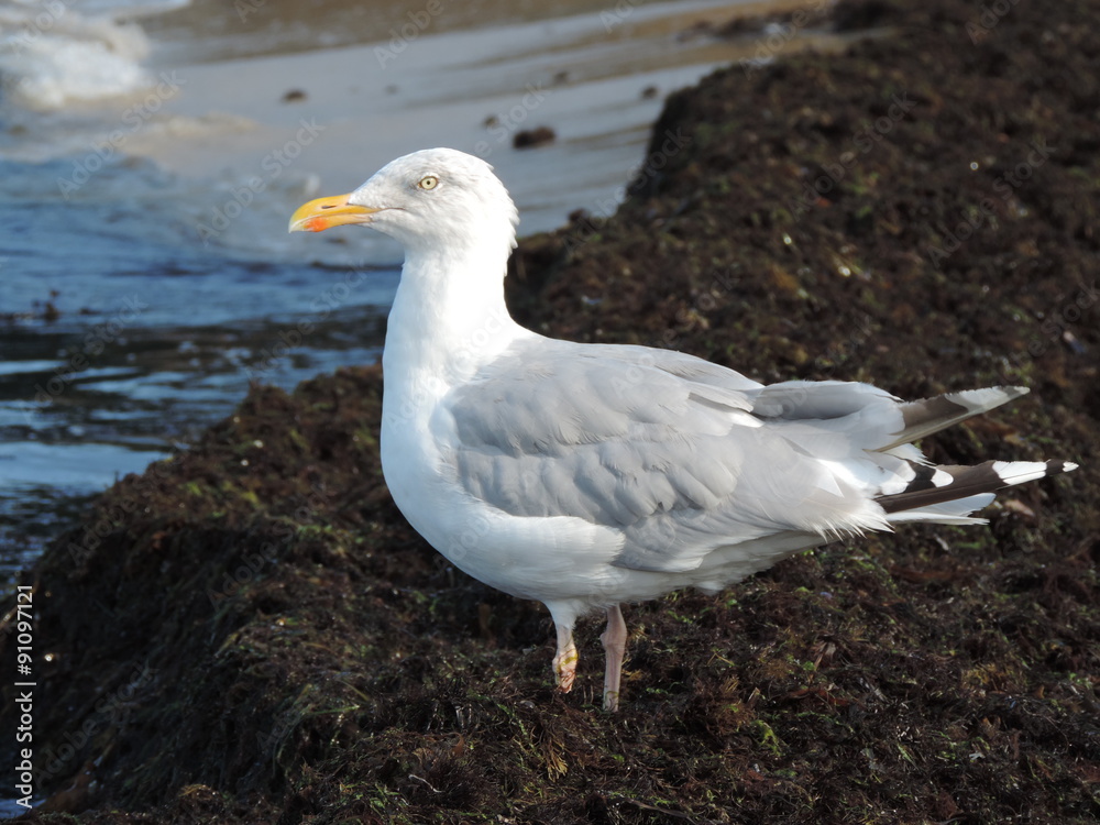 Fototapeta premium Möwe