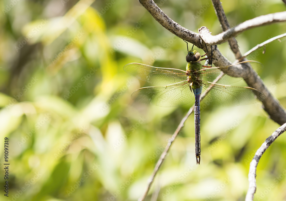 Common Green Darner Dragonfly on Branch (Anax junius)