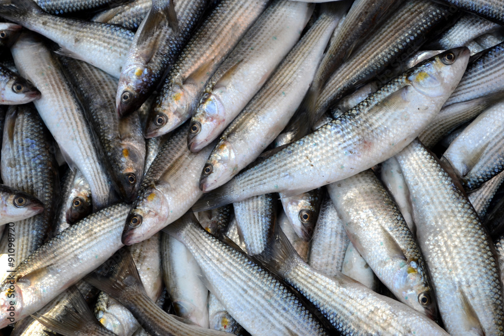 Fototapeta premium Fish