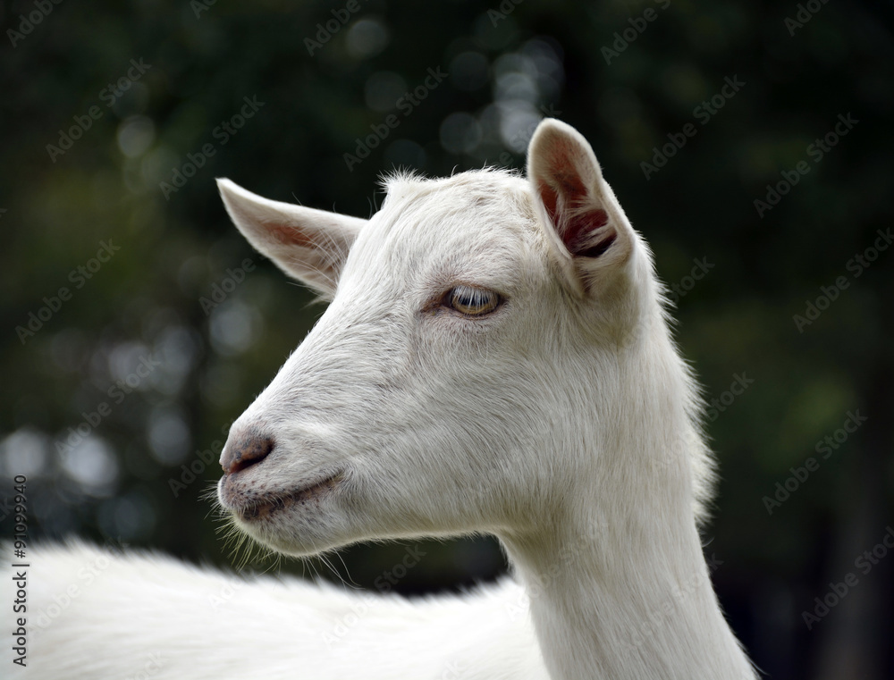 a goat on the farm
