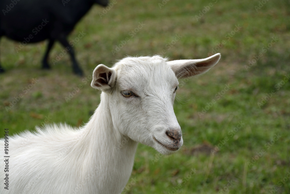 goat on the farm