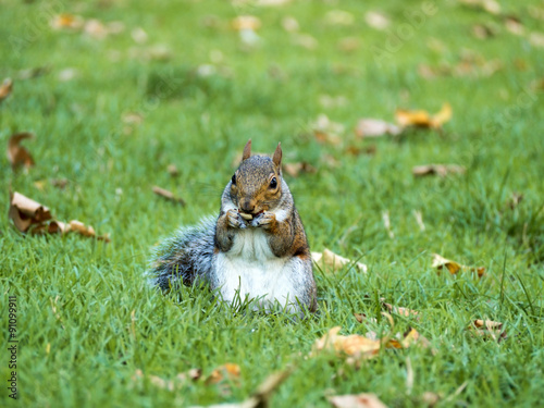 Squirrel eating © Oscar  Calero