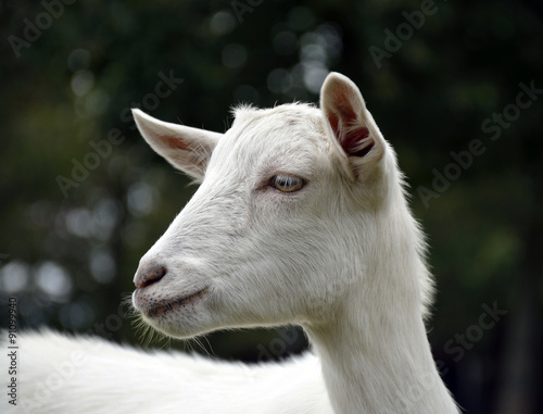 a goat on the farm