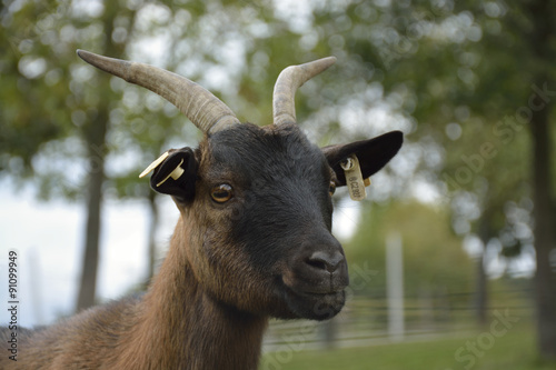 goat on the farm
