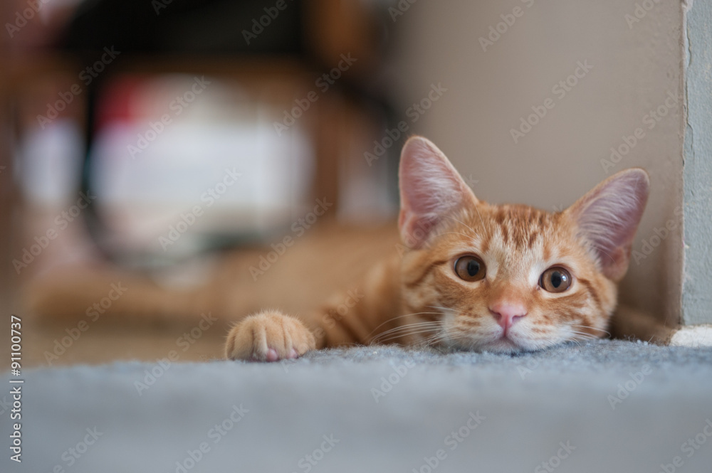 Lazy comfort keeps this kitty lying down. Lazy comfort keeps this kitty lying down.