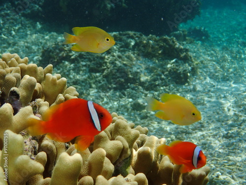 Anemonefish  photo