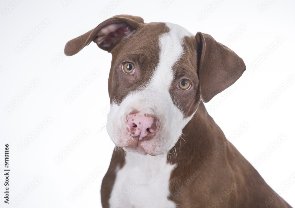 Perro pitbull joven Perro pitbull joven