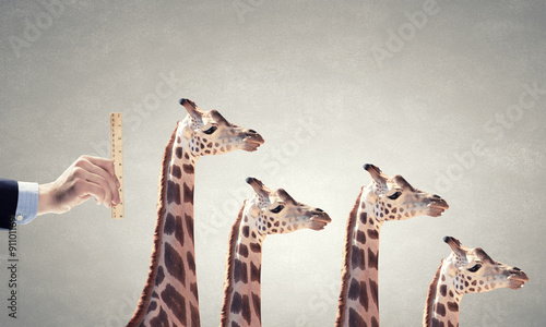 Photography Measuring giraffe