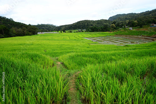 Terraced rice fields in Ban Mae Klang Luang. Chiang Mai ,Thailan