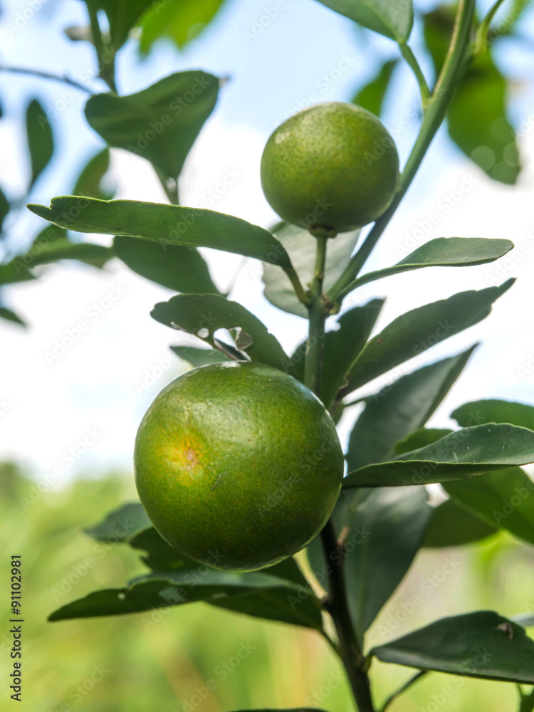 Two small green fresh orange on the tree.It has a sour taste.