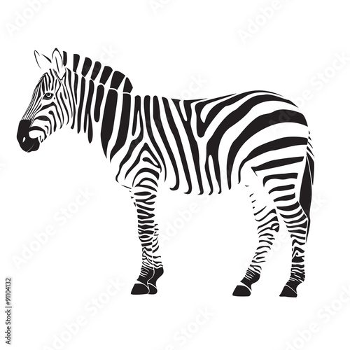 zebra illustration vector