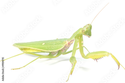 the mantis isolated on white 