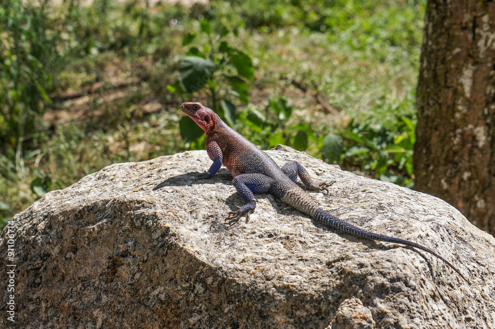 in wildlife sanctuary in wildlife sanctuary